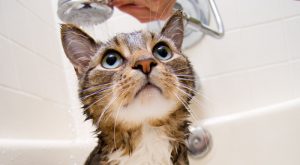 Passo a passo para dar banho nos gatos 7