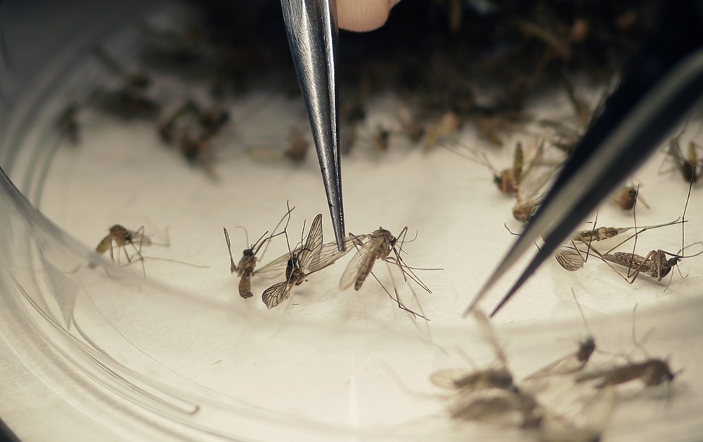 Mato Grosso registra mais de 14 mil casos de chikungunya este ano 5