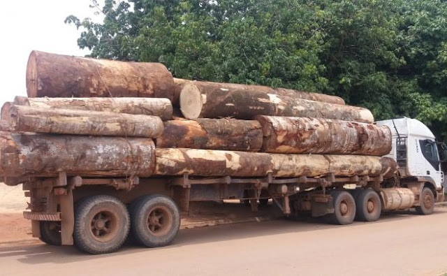 Por falta de nota, transporte de madeira é prejudicado ; entenda 7