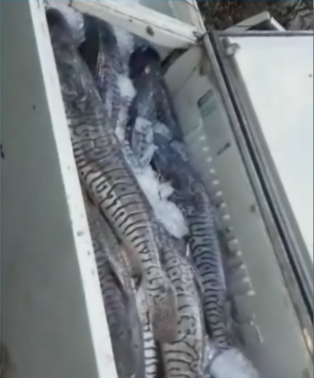 Mais de 400 kg de pescado irregular são apreendidos em rio 5