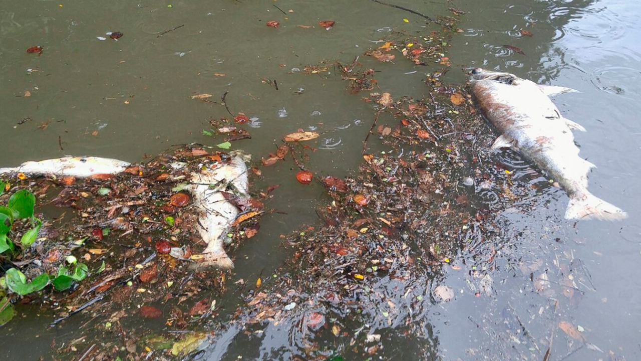 Vídeo mostra centenas de peixes mortos no Rio Teles Pires; Assista 7