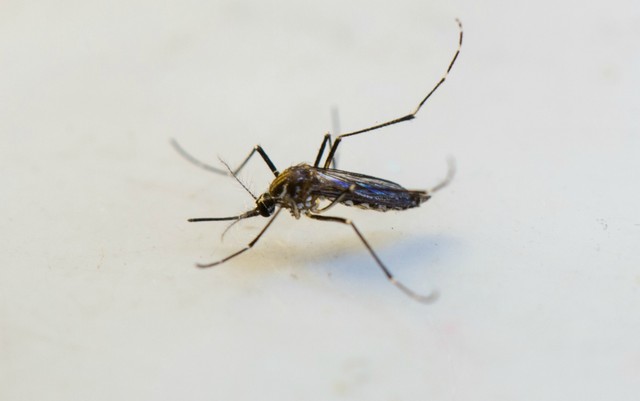 Notificações de dengue sobem mais de 100% em Sinop 3