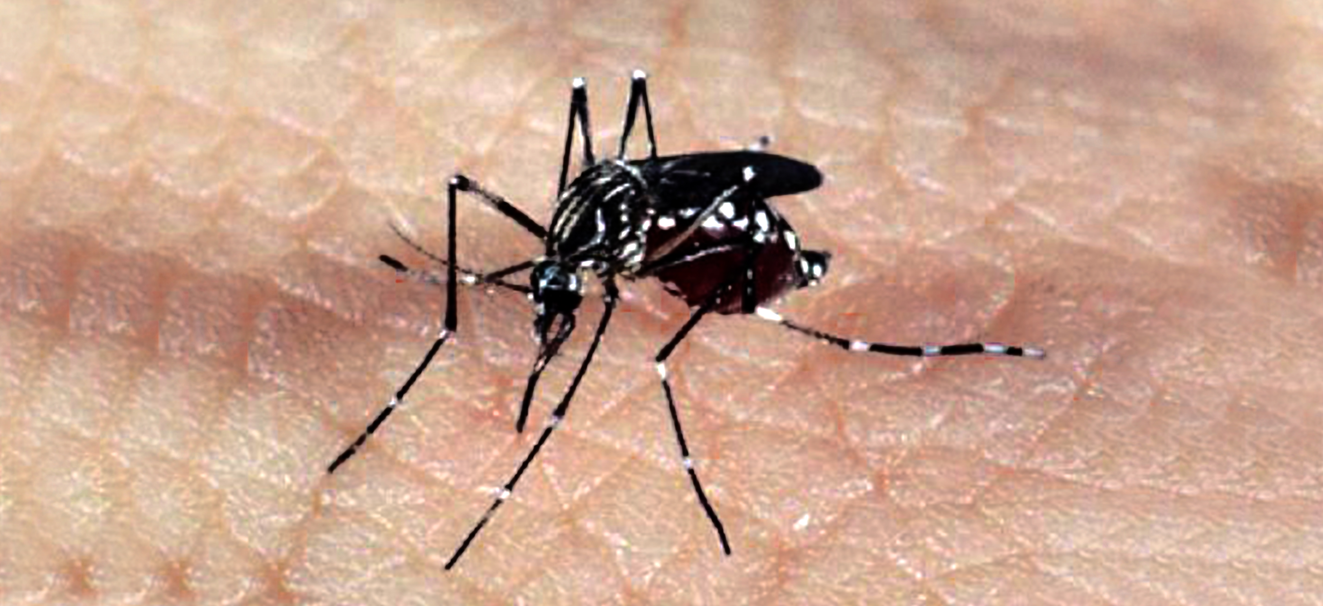 Índice de infestação do Aedes aegypti diminui em Sinop 3