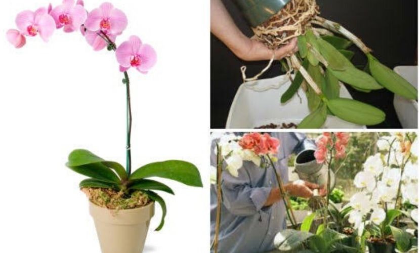 Como cuidar de orquídeas