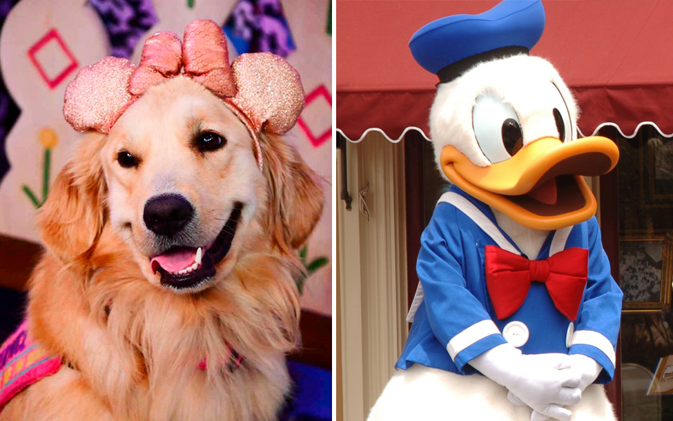 Cachorrinha emociona internautas ao conhecer o Pato Donald