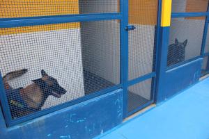 PRF inaugura Canil para Operações com Cães em Rondonópolis