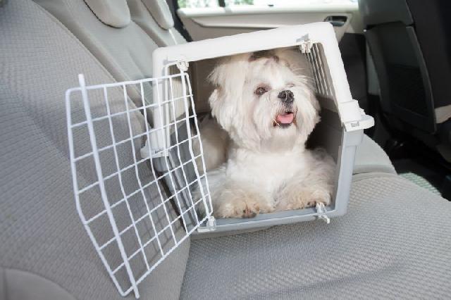 Viagem Com Pets: É Possível? Quais São os Cuidados Necessários? 1