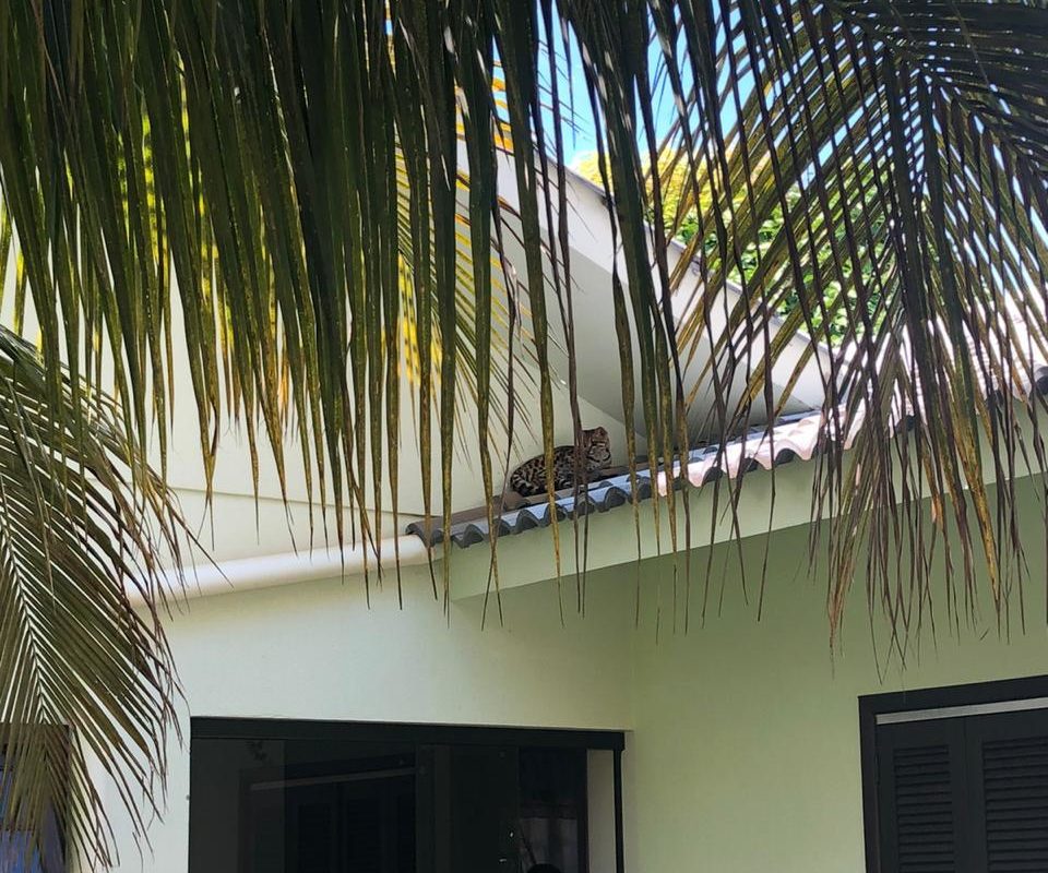 Gato Selvagem é resgatado em região central de Sorriso