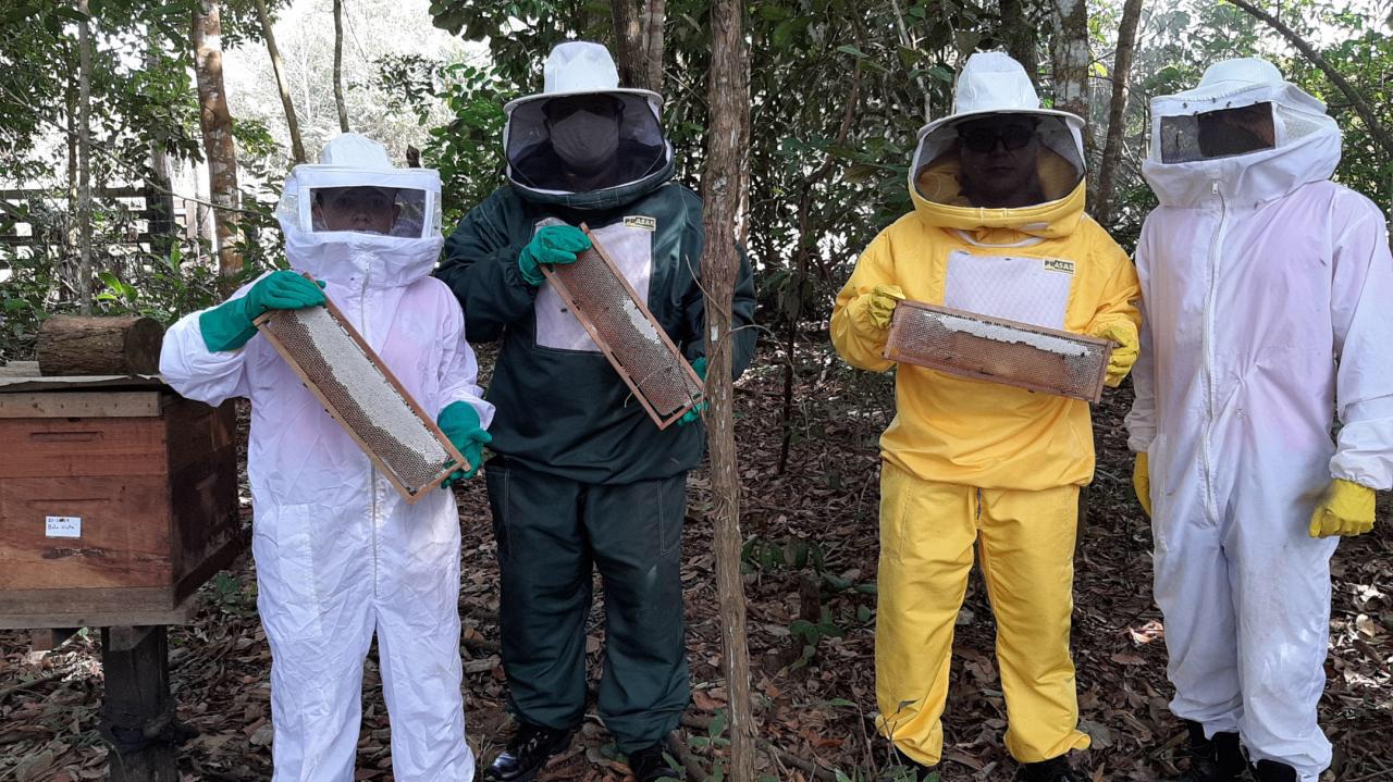 Abelhas capturadas em residência dão a primeira safra de mel