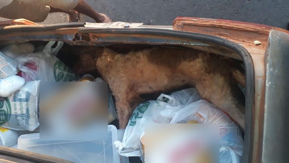 Cachorro morre trancado em veículo enquanto esperava por dono