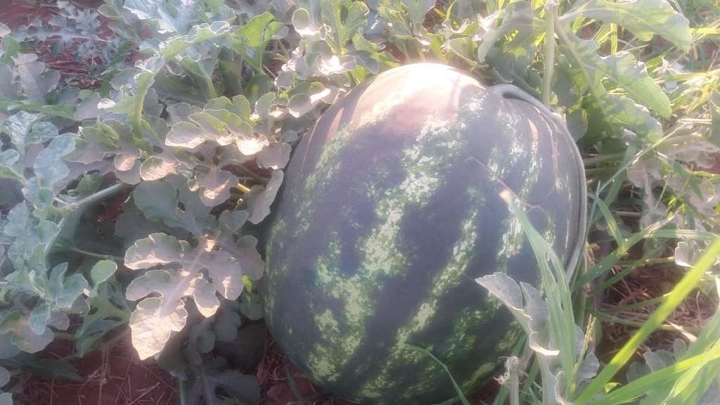 Agricultores de Sinop investem em plantio irrigado de melancia