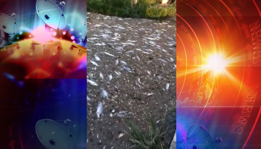 De novo, milhares de peixes mortos são encontrados no Rio Teles Pires; Assista 3