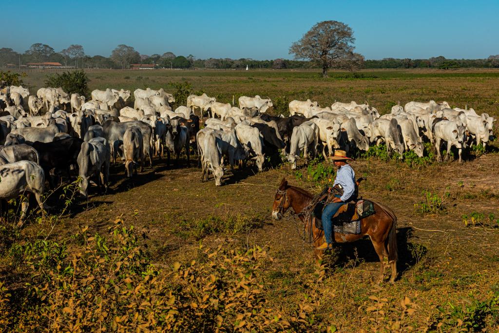 Conselho disponibiliza R$ 160 milhões para recuperação da pecuária do Pantanal