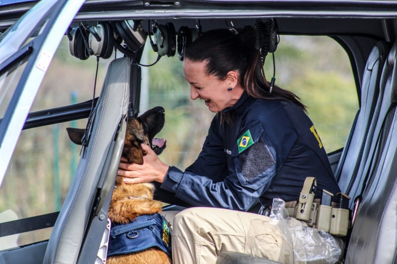 Cães policiais realizam mais de 200 operações da PRF em Mato Grosso