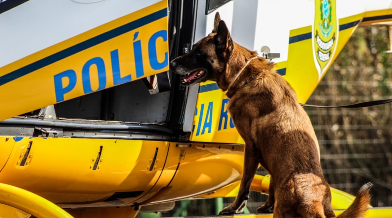 Cães policiais realizam mais de 200 operações da PRF em Mato Grosso