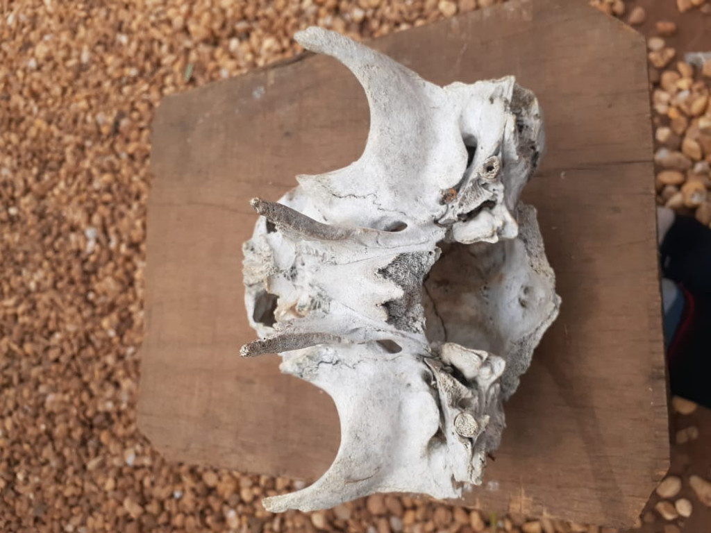 Guarantã do Norte: Fazendeiro encontra fóssil de criatura estranha 2