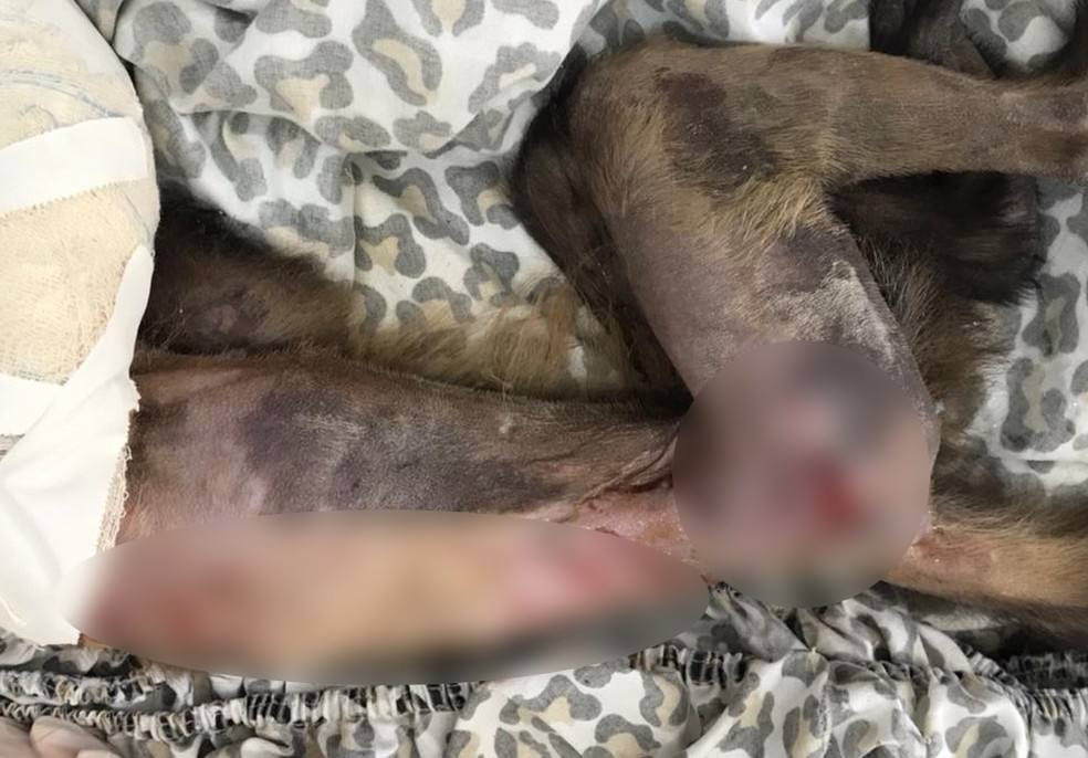 Macaco-prego fica gravemente ferido após ser atacado por cães em Sinop 3