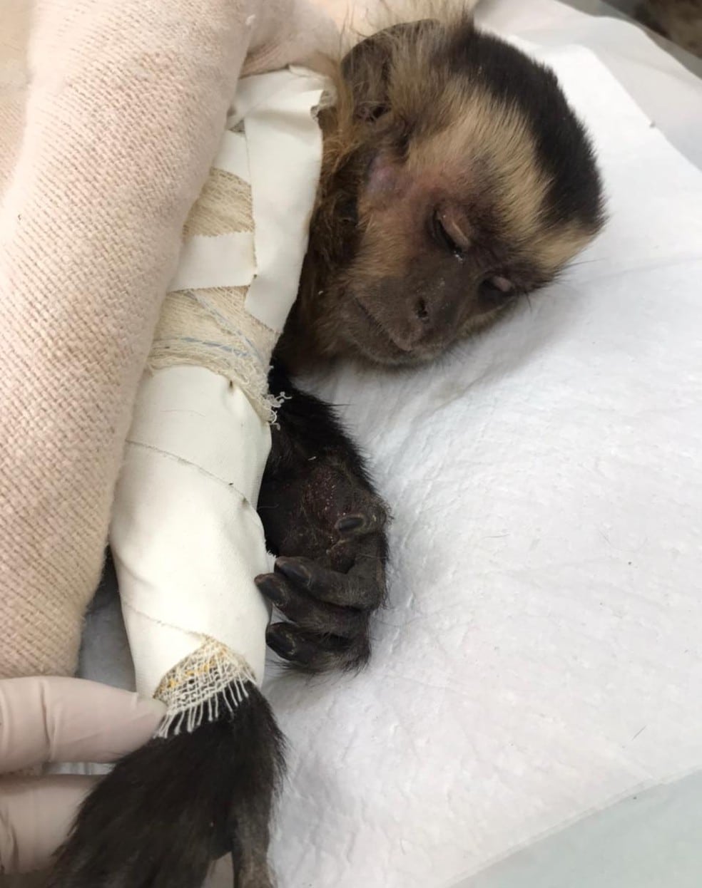 Macaco-prego fica gravemente ferido após ser atacado por cães em Sinop 4