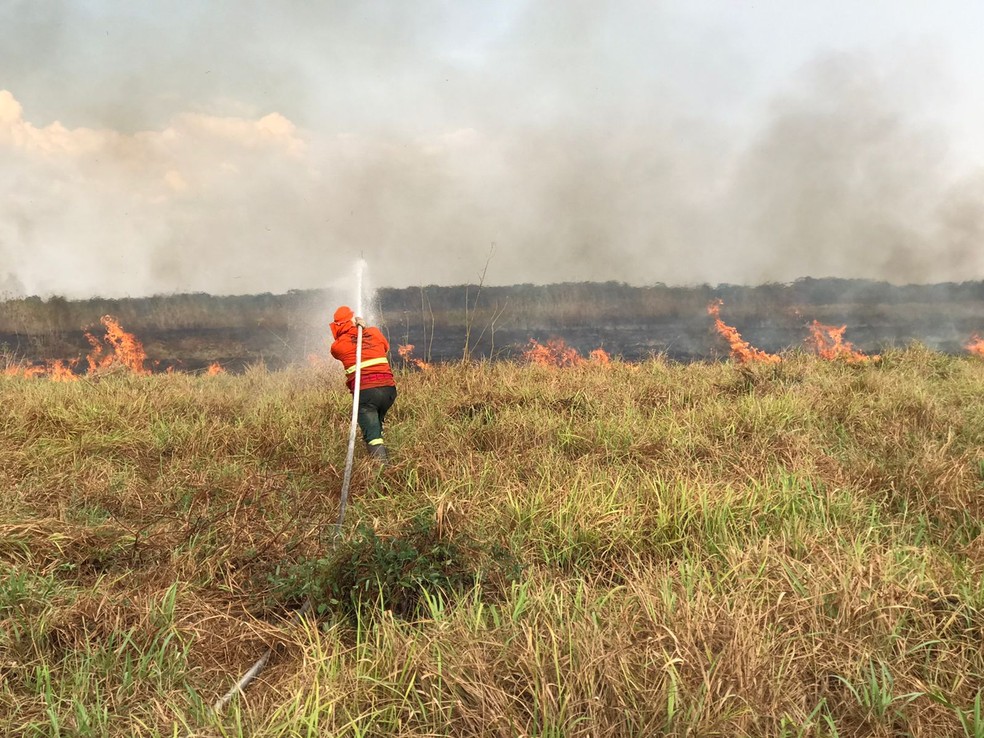 Sucuri é resgatada durante incêndio em Pantanal 1