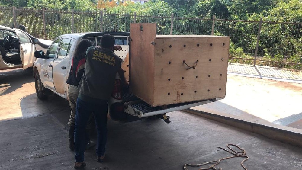 Lobo-guará e 2 onças-pintadas serão transportados de MT para Brasília