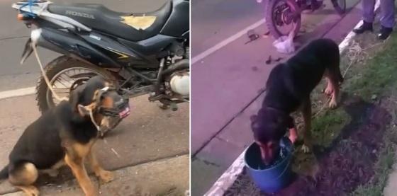 Homem arrasta cão amarado na moto após dopa-lo 2