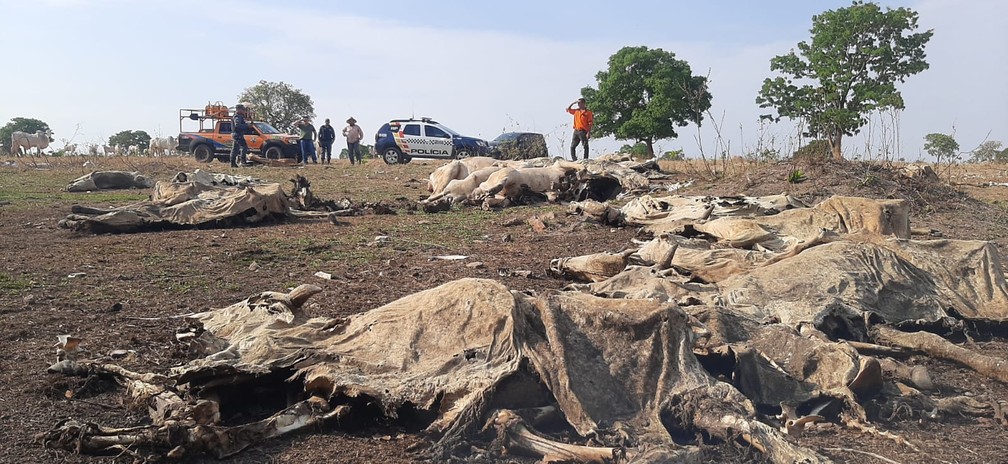 Após denúncia, PM encontra dezenas de bois mortos em fazenda