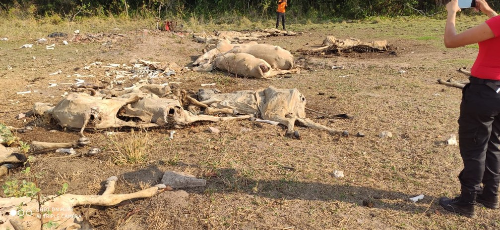 Após denúncia, PM encontra dezenas de bois mortos em fazenda 6
