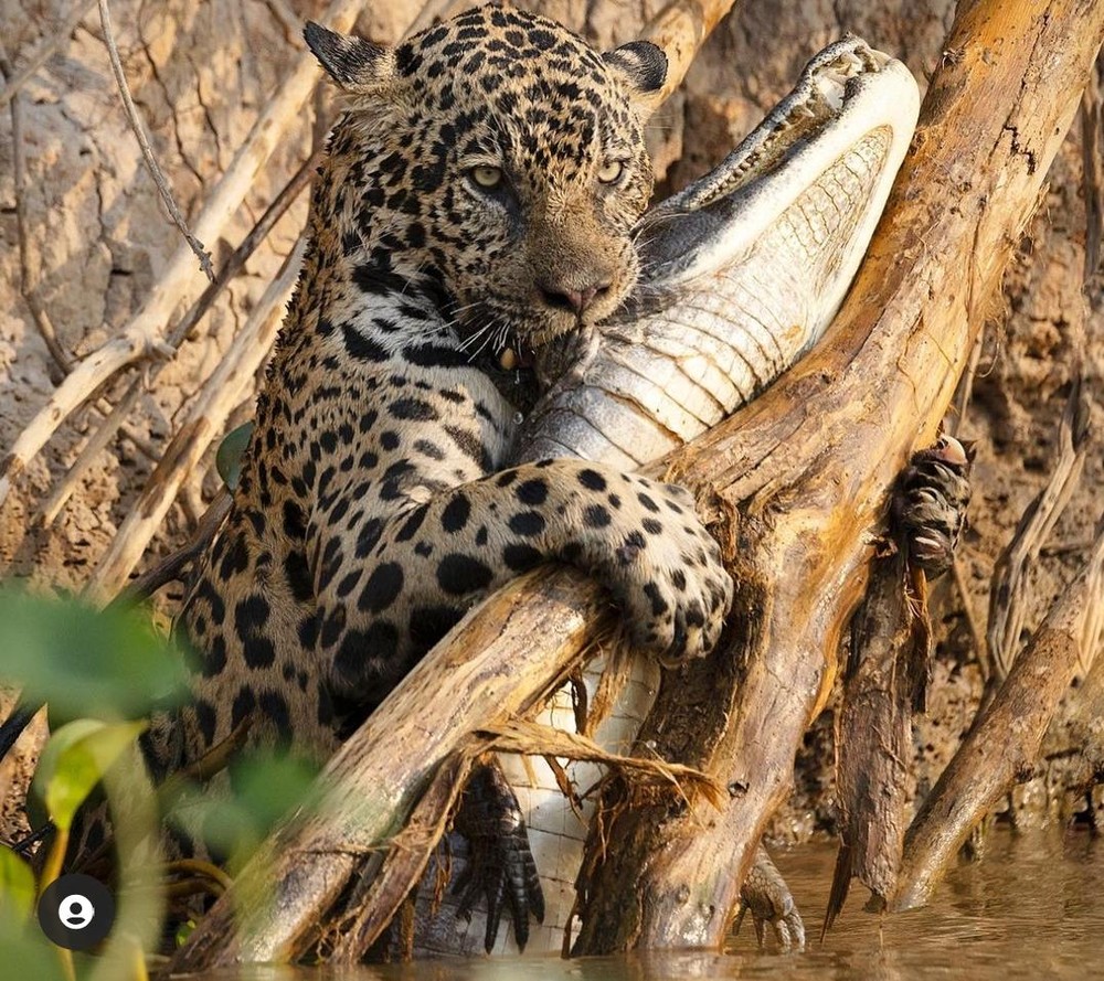 Fotógrafo americano faz fotos impressionantes no Pantanal 3