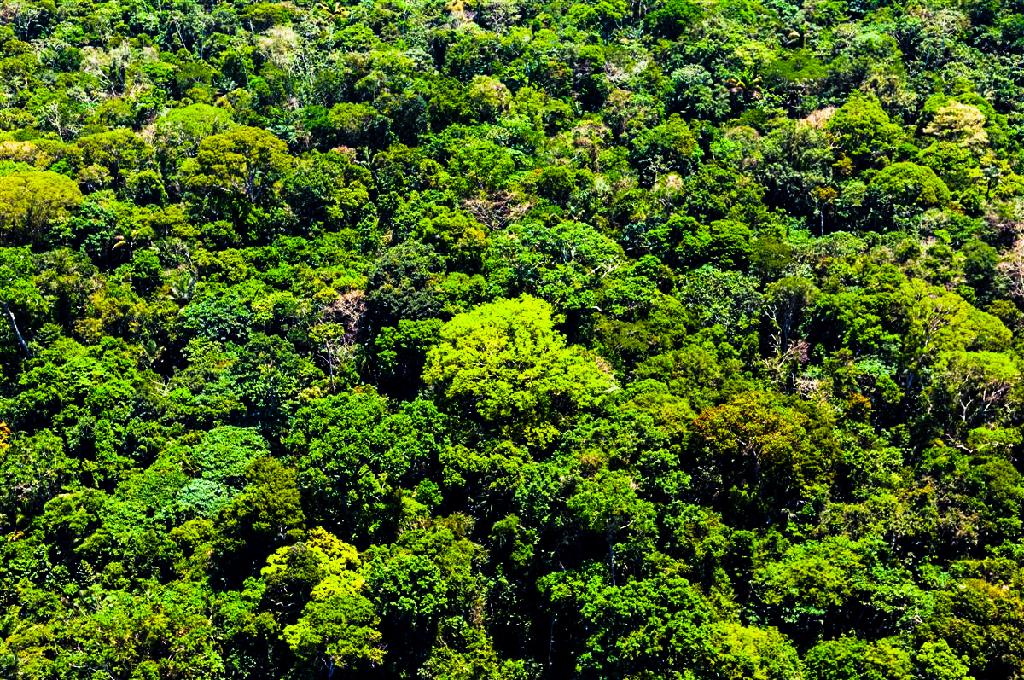 INPE aponta redução em desmatamento de 22% no Mato Grosso 2