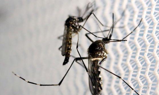 Secretaria de Saúde alerta sobre nova cepa da Dengue identificada em Mato Grosso