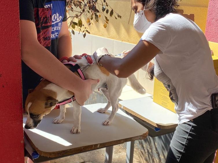 Quase 3 mil animais são vacinados contra raiva em ações itinerantes em Sinop