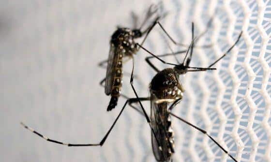 Morte por dengue é registrado em Mato Grosso