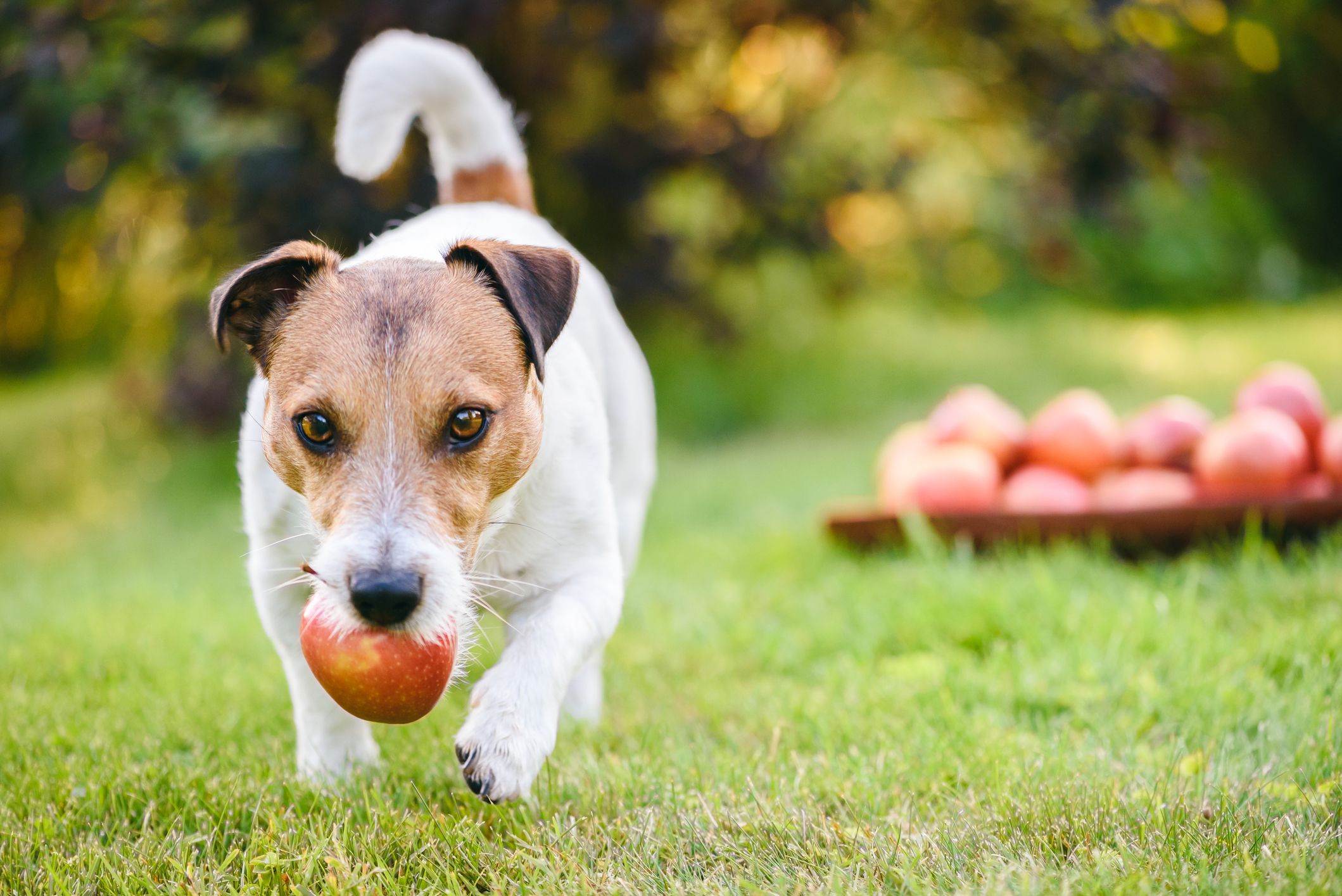 Cachorro pode comer maçã