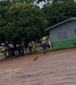 VÍDEO: Idoso é preso no nortão após atirar em cachorro 1
