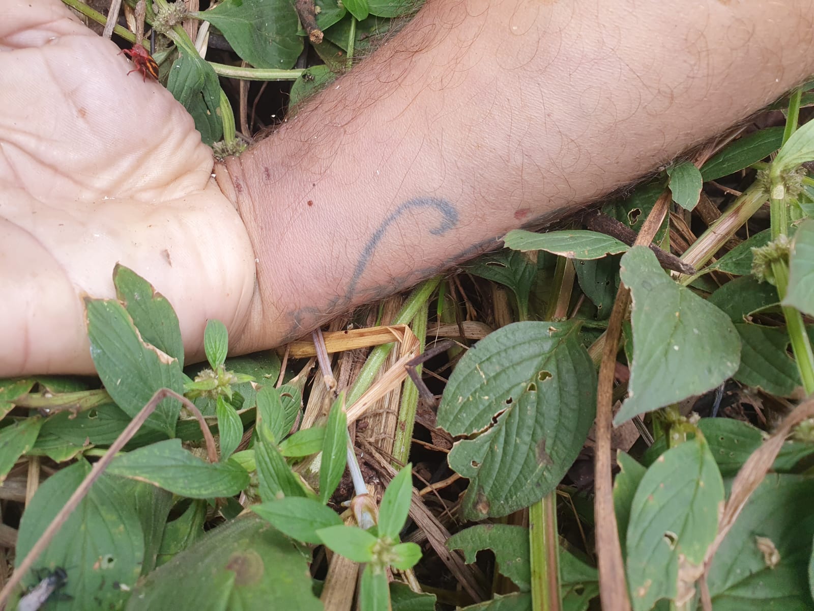 Corpo de homem é encontrado em plantação de milho de Sinop 1