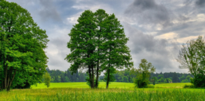 A importância das árvores para o equilíbrio ecológico