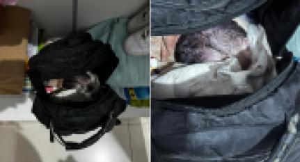 Bebê de 08 meses é encontrado morto em Mochila e mãe adolescente admite aborto clandestino